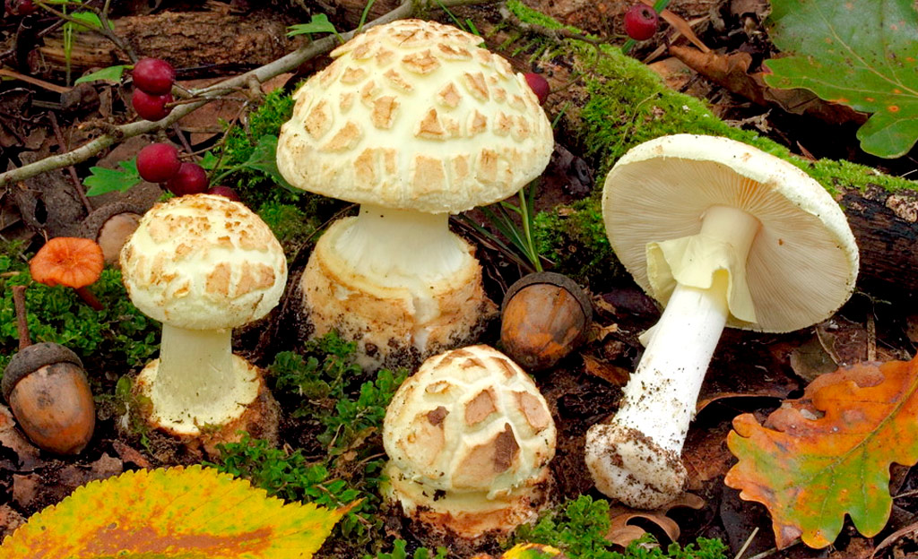 amanita citrina - la casa de las setas
