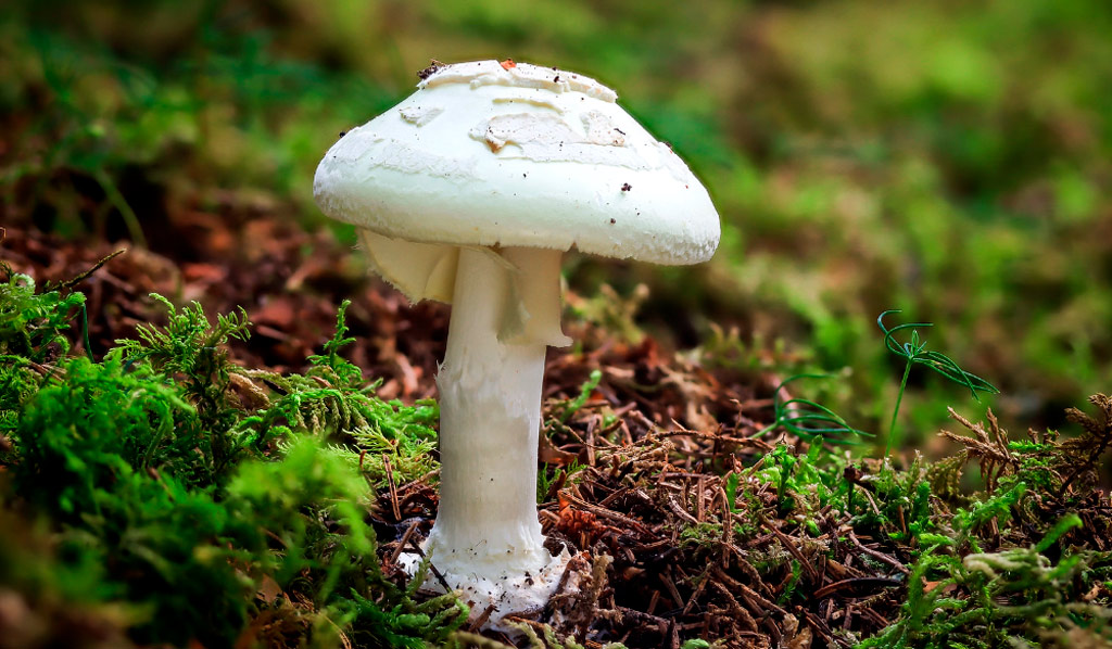 amanita citrina