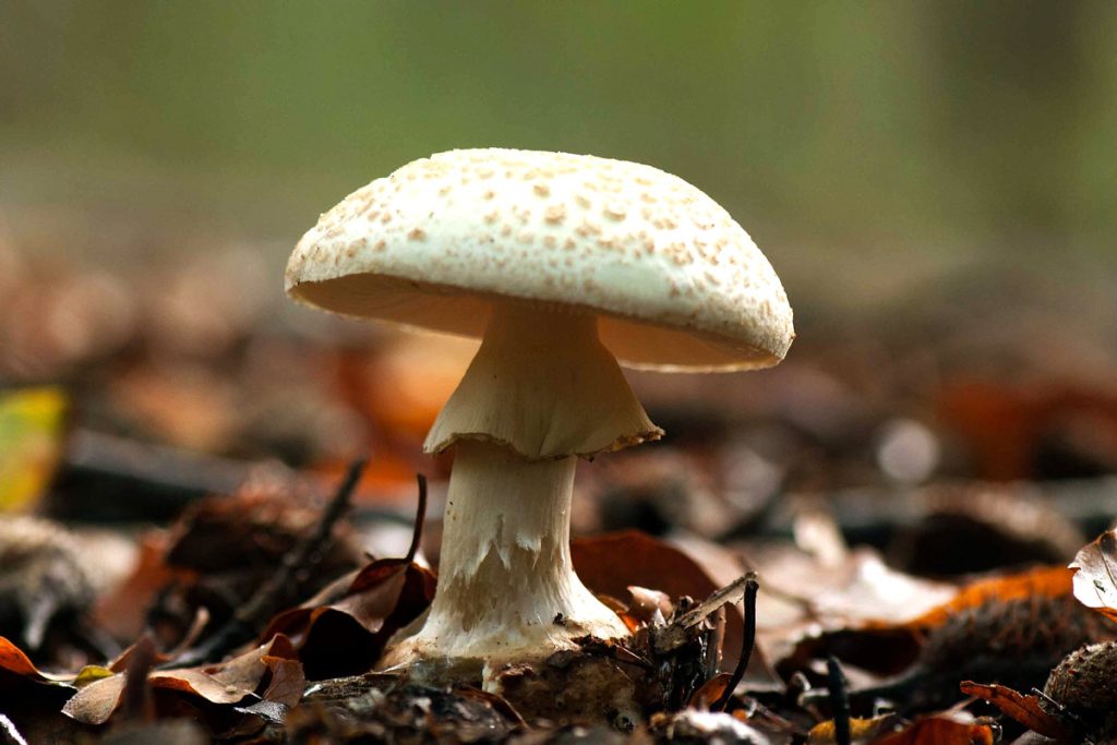 amanita citrina