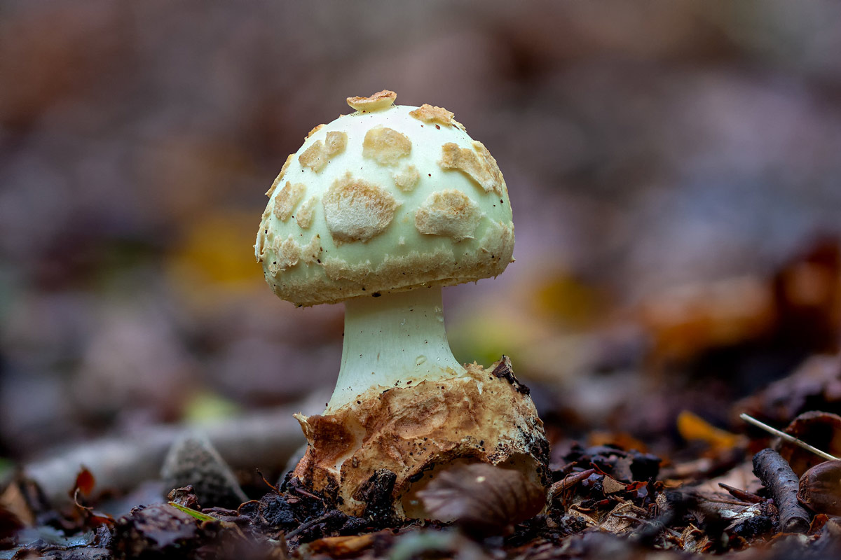 amanita citrina