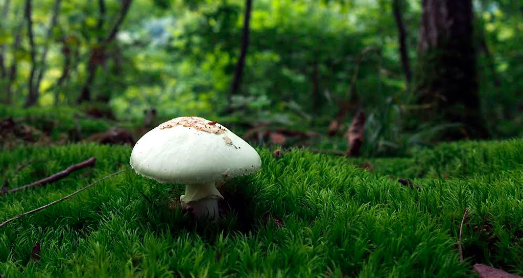 amanita citrina