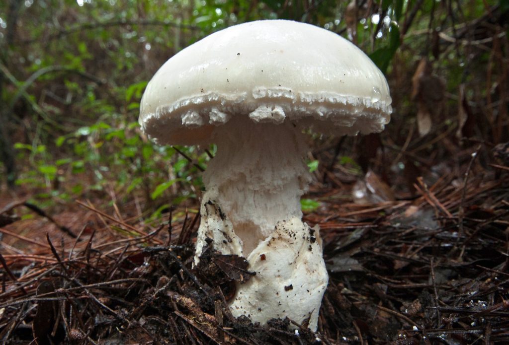 AMANITA OVOIDEA