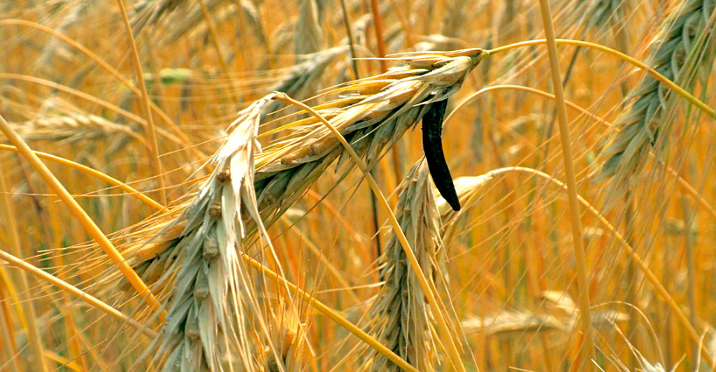 claviceps purpurea