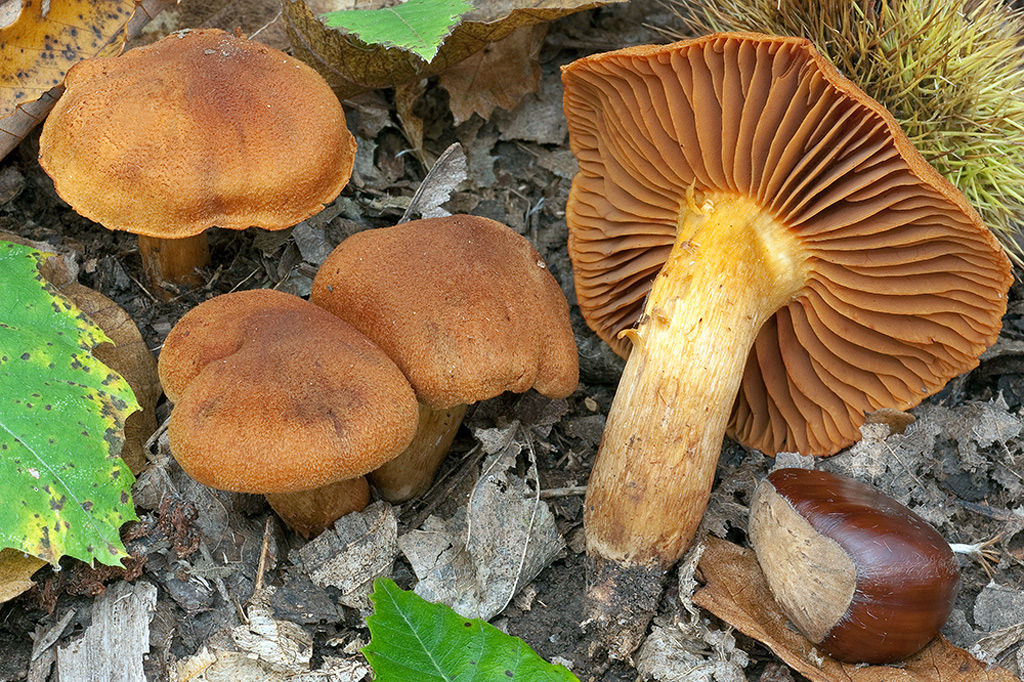 cortinarius orellanus