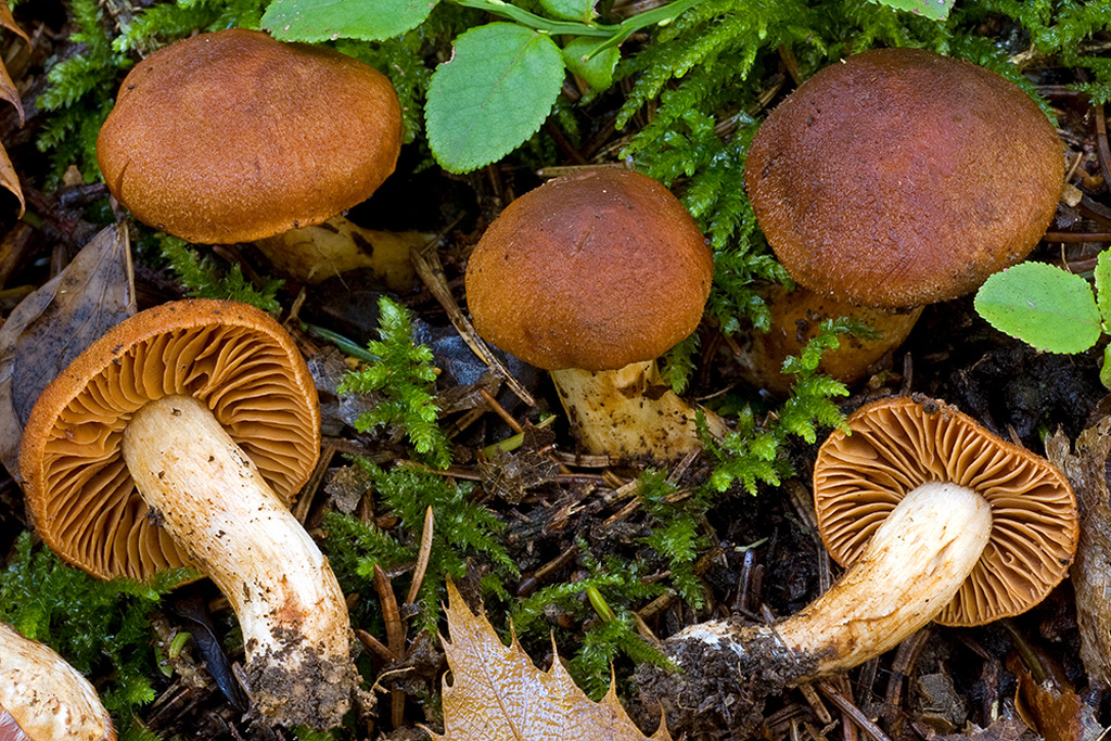 c orellanus