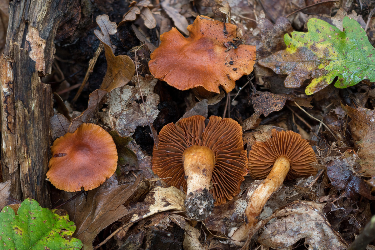 cortinarius orellanus