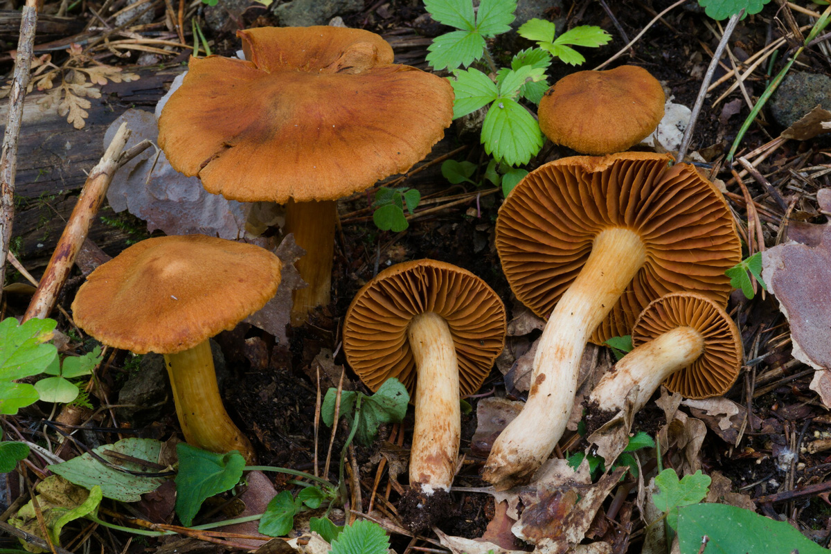 cortinarius orellanus