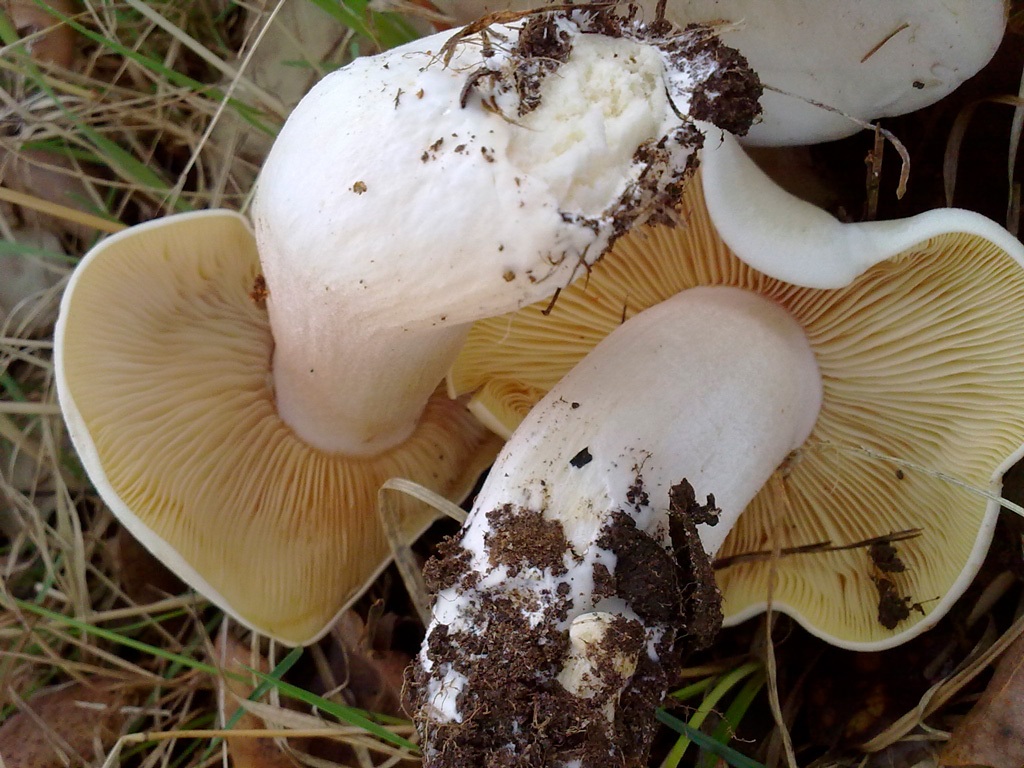 entoloma lividum