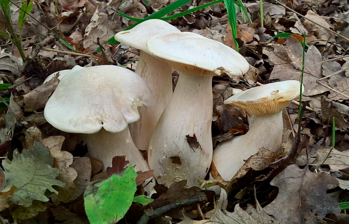 entoloma lividum