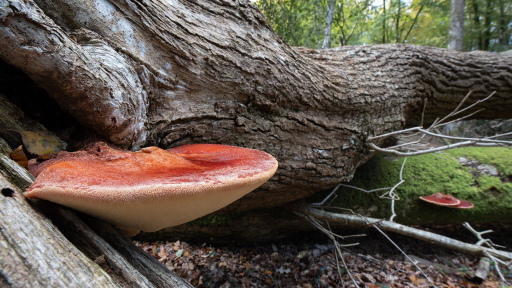 fistulina hepatica