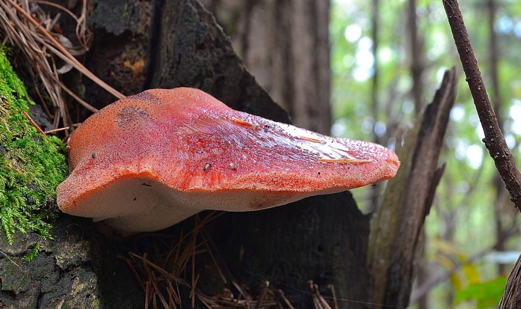 fistulina