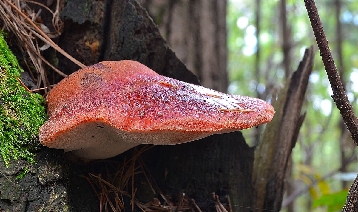 fistulina
