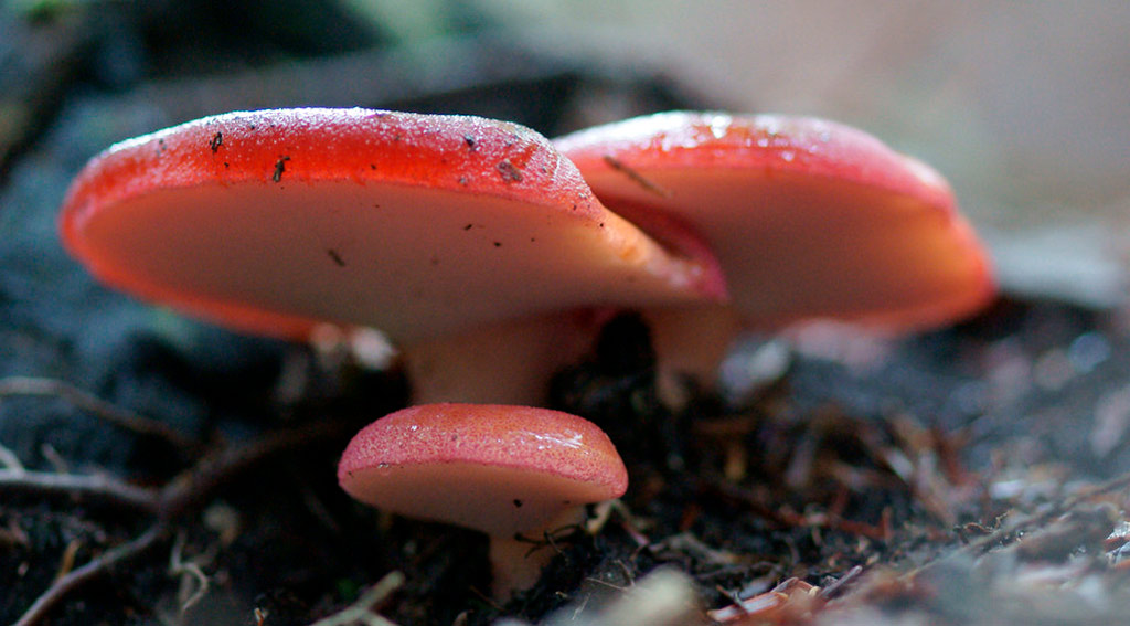 fistulina hepatica