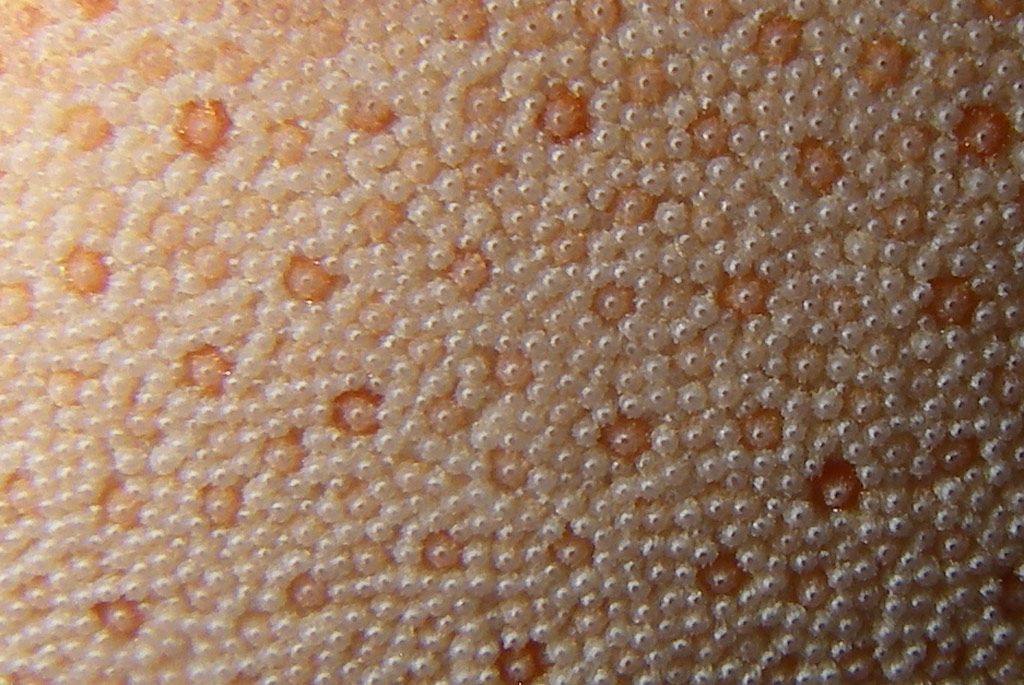 detalle fistulina hepatica