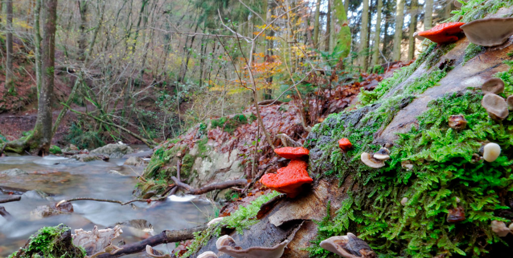 habitat fistulina hepatica