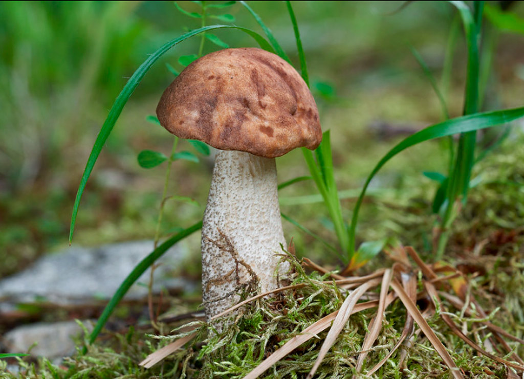 leccinum scabrum
