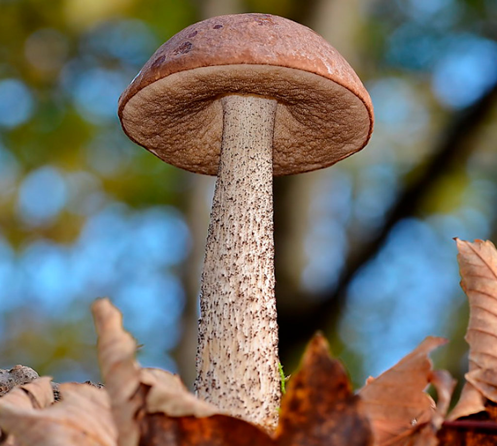 leccinum