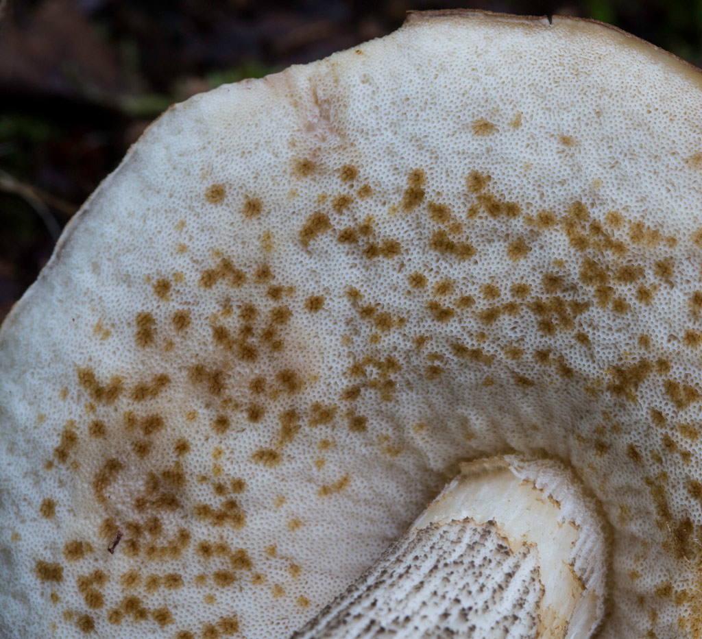 detalle scabrum