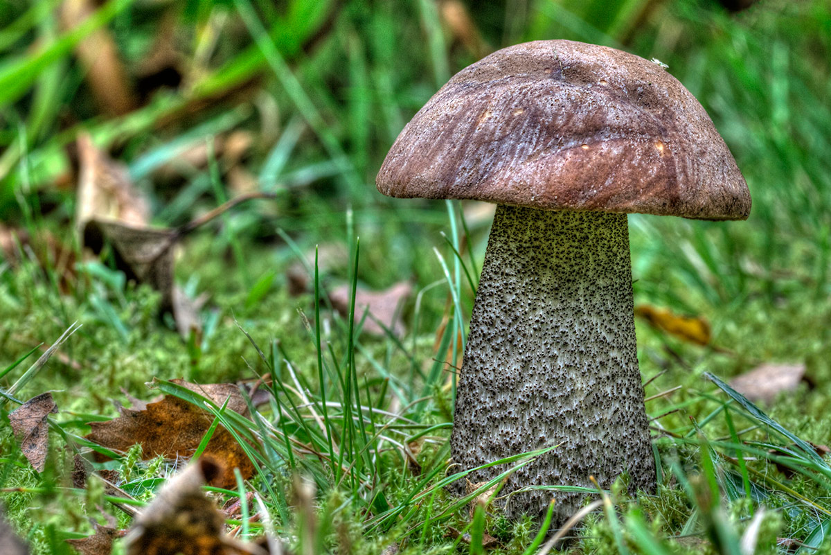 leccinum scabrum