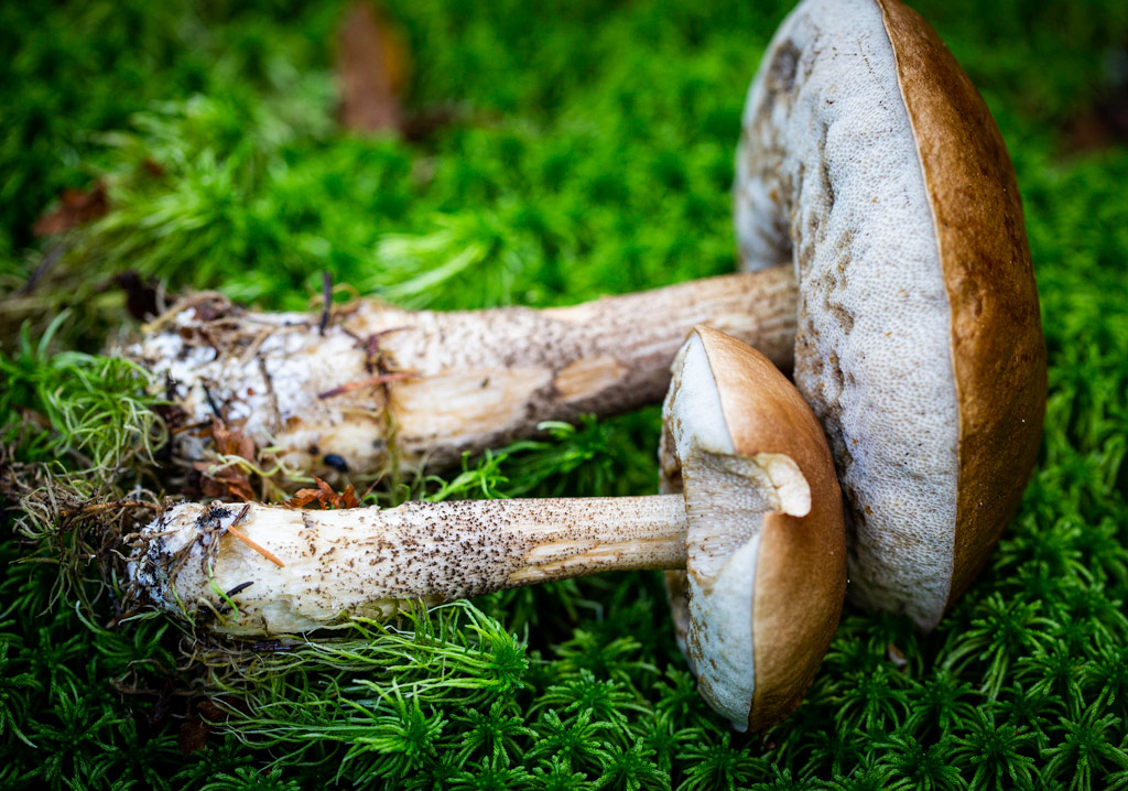 detalle leccinum scabrum