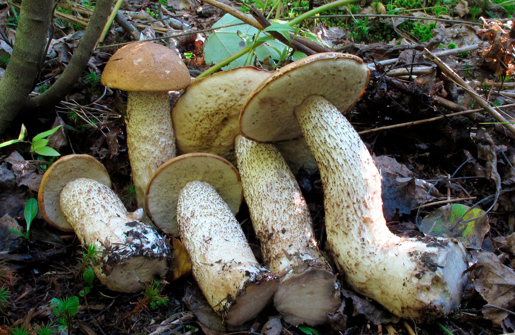 leccinum scabrum