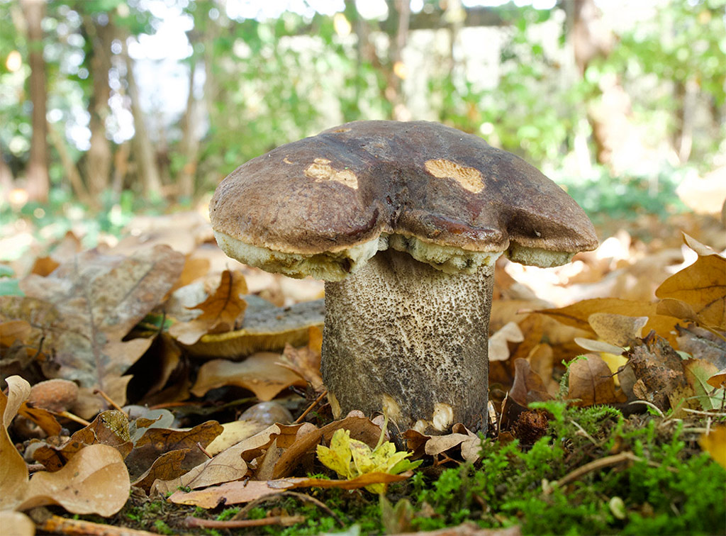 l scabrum