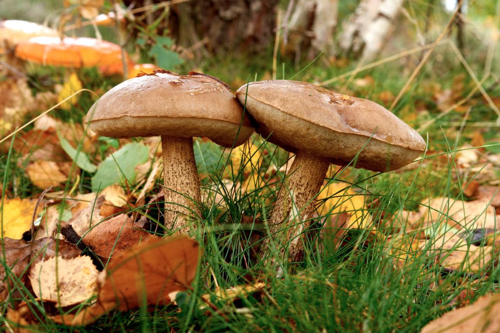 leccinum scabrum