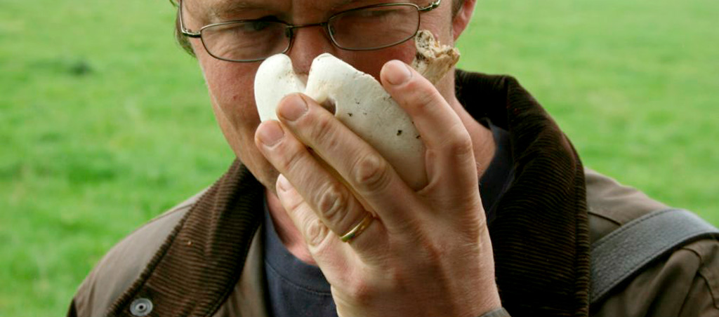 aromas de las setas