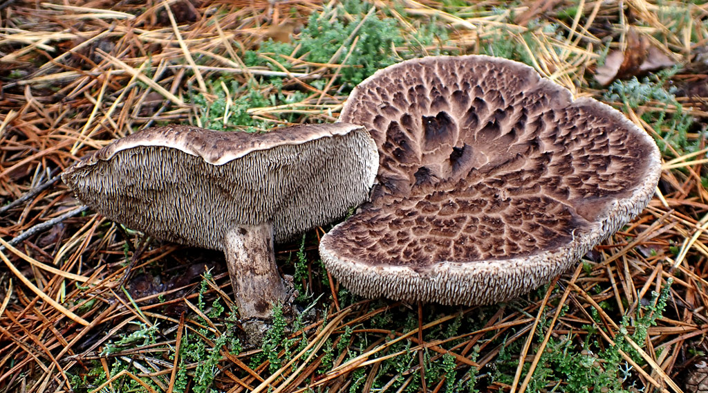 sarcodon imbricatus