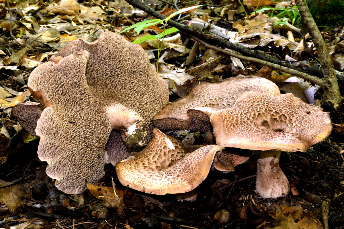 sarcodon imbricatus