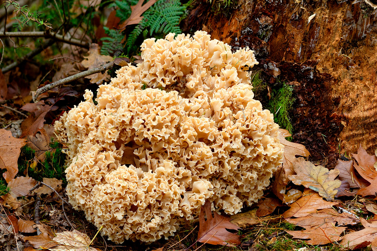 seta coliflor - la casa de las setas