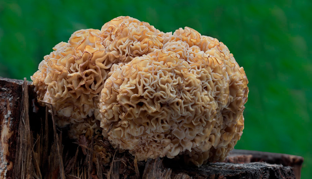 sparassis crispa