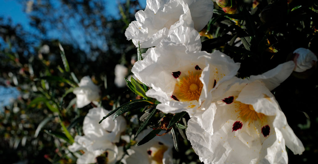 cistus ladanifer flower
