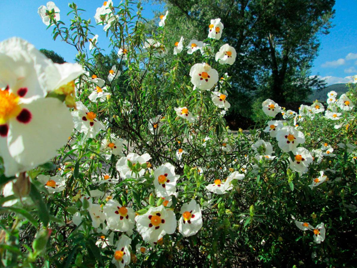 prickly rockrose
