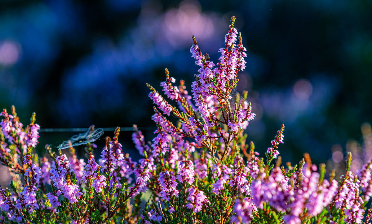 wild heather