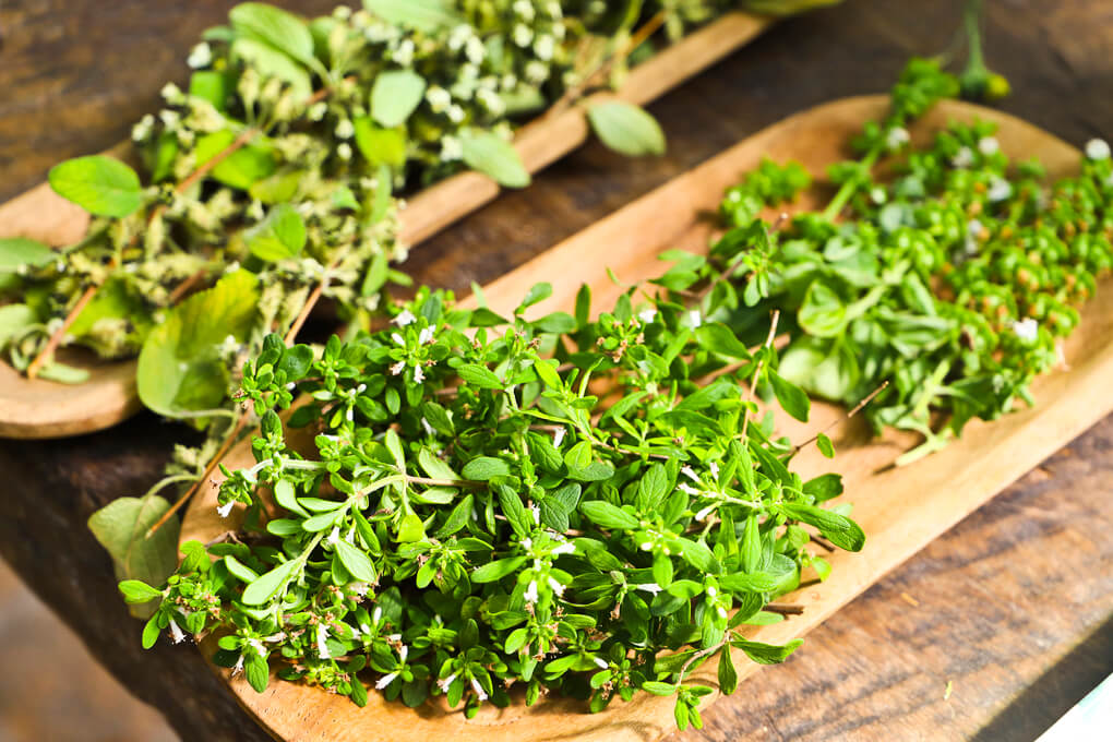 plantas silvestres comestibles