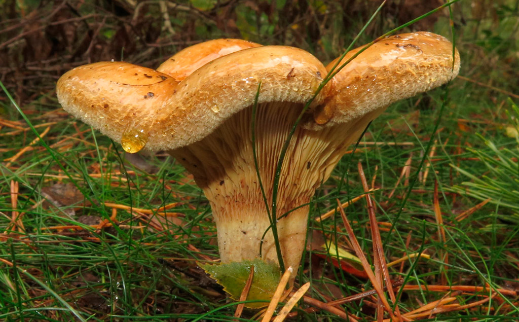 poisonous mushroom paxillus involutus