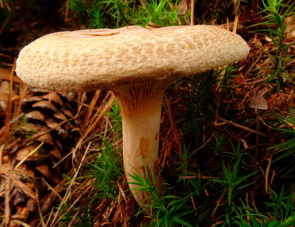 poisonous mushroom paxillus involutus