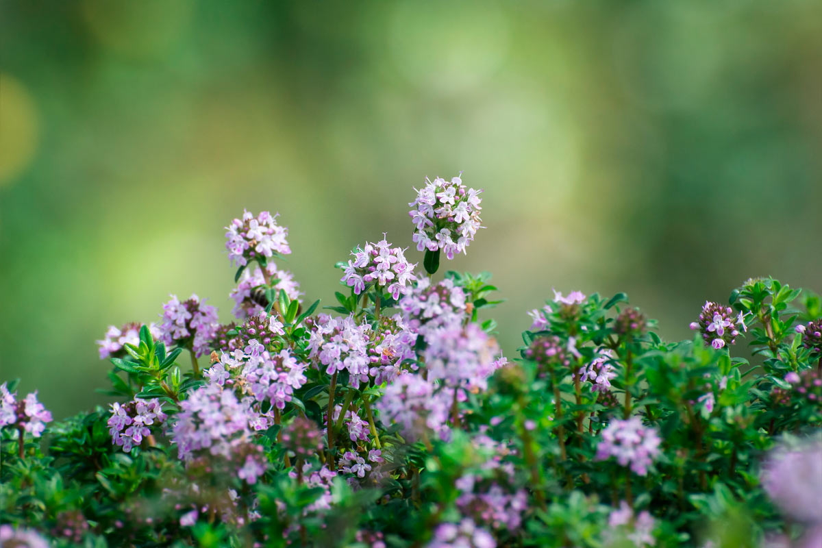 thymus vulgaris THYME