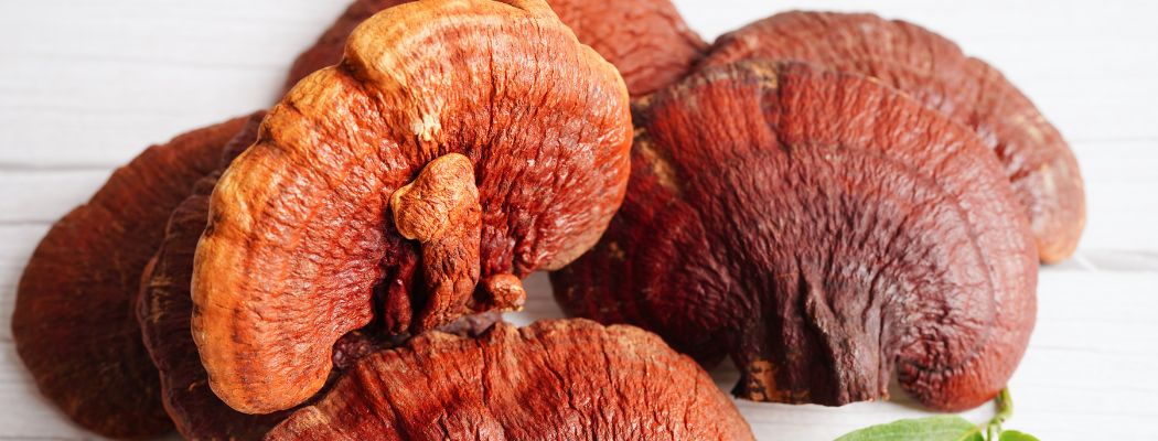 reishi