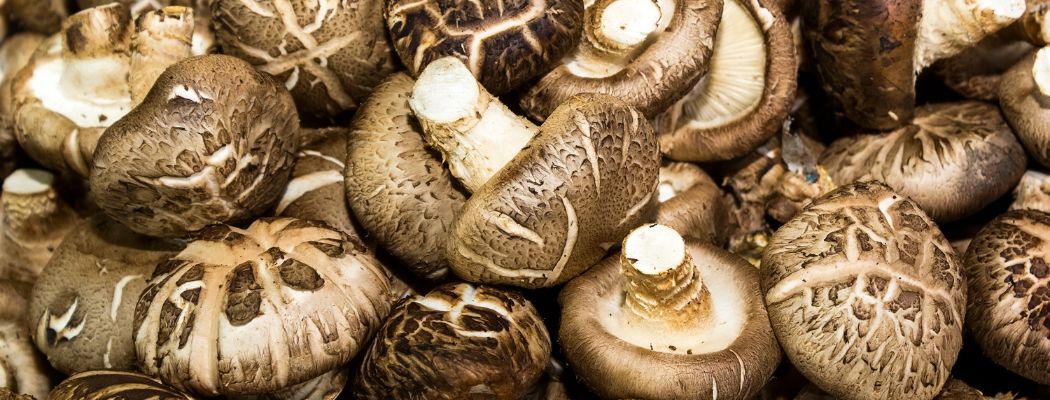 shiitake
